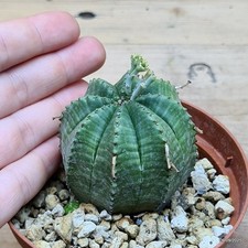Euphorbia valida prolifera - Euphorbia Cactus Prolifera - Pianta Rara Ø10cm