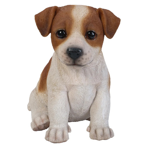 Jack russel terrier cucciolo - terrier,