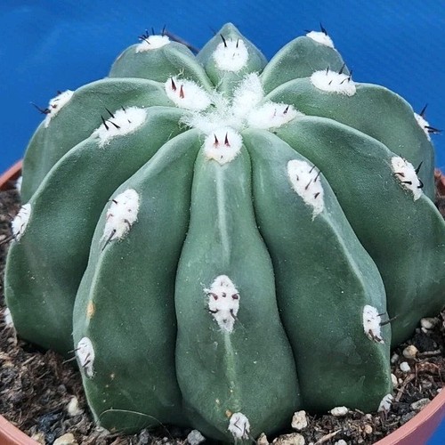 Melocactus maxonii inermis - melocactus,