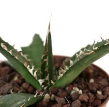 Agave victoriae-reginae cv GREEN TIGER with no white marks NO variegated  1K8