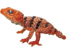 Figura geco centrale taglia