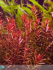 Rotala rotundifolia 'Blood