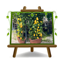 Pianta di agrumi Limone 4