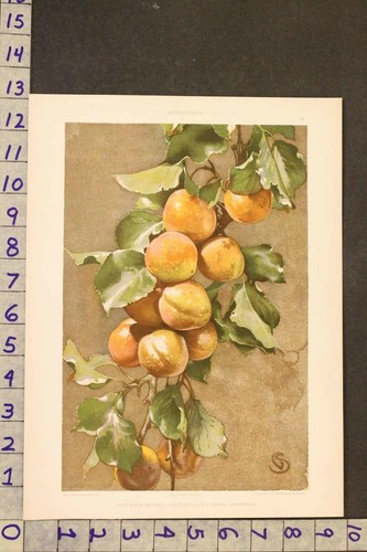 Circa 1900 orticoltura - 1900,