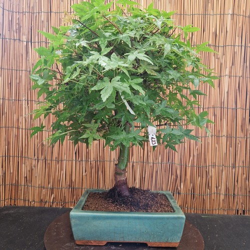 Bonsai acero deshojo 47cm - acero,