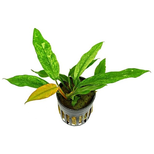 Anubias barteri var glabra - anubias,