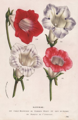 Gloxinia gloxinie brasile - gloxinia,