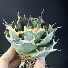 Rare Cacti Agave Titanota