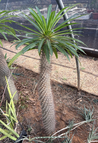 Pachypodium lamerei cactus - pachypodium,