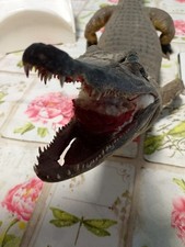 coccocodrillo imbalsamato