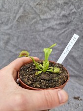 Dionaea muscipula "AF 7