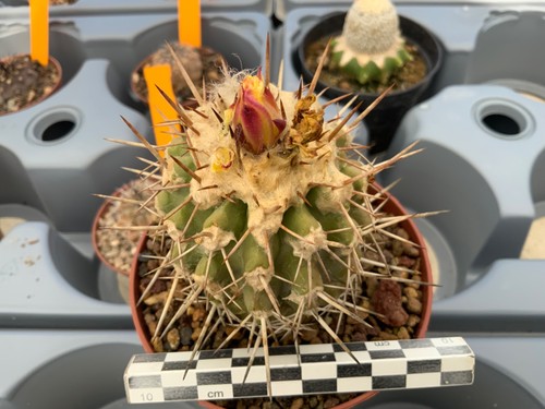 484 copiapoa fiedleriana - 484,