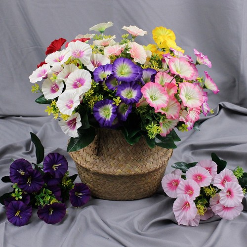 Fiori tromba gloria - tromba,