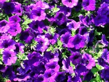 Petunia Viola – 10 Semi –