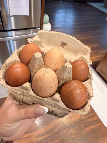 Assorted maran hatching - ct,