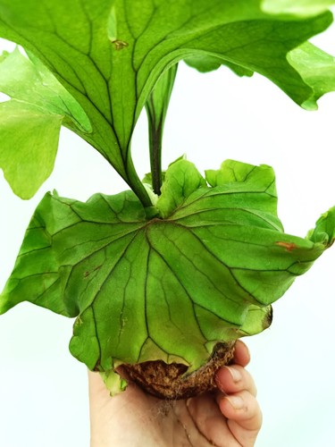 Platycerium ridleyii monkey - ridleyii,