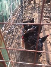 uova fertili polli ornamentali