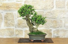 Bonsai olivastro - olivastro, (291)