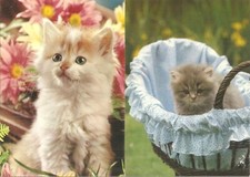 2 Cartoline Tema Gatti (Viaggiate 1985)