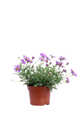 Pianta vera brachyscome - di,