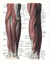 Stampa antica ANATOMIA MUSCOLI