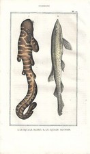 Stampa antica PESCE SQUALO De