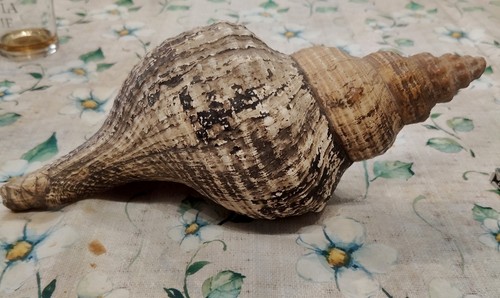 Conchiglia gigante - conchiglia,