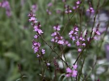 Erba di ferro a foglie viola -