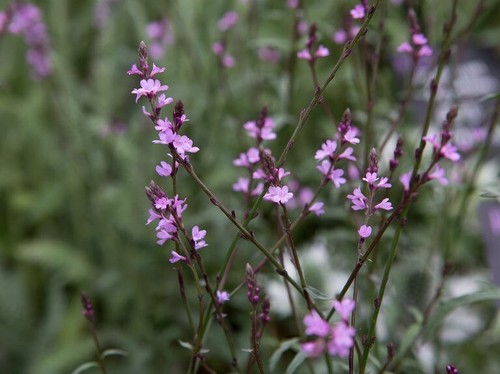 Erba ferro foglie viola - foglie,