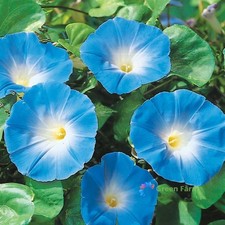 100 semi Morning Glory Ipomoea