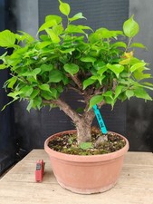 bonsai di  prunus mume h 59 cm