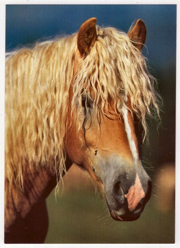 Cartolina postale cavalli - , /
