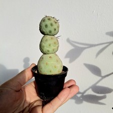 Tephrocactus geometricus. Rare