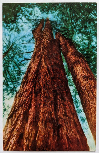 Cartolina trinity tree sequoie - trinity,