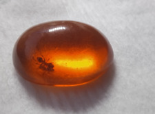 Ambra Lab Con insetto interno Cabochon g. 2.50 Taglio Ovale 23x17mm   Orafo