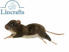 Muridae x1 Ghiro Giapponese x1