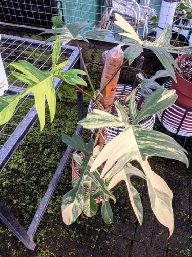 Philodendron florida beauty - philodendron,