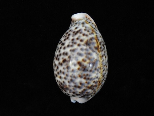Sea shell cypraea panthetina - sea,