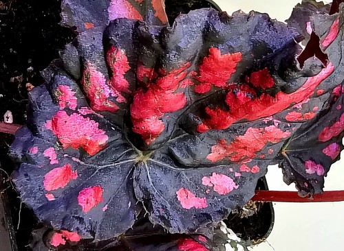 Begonia nero rosso - begonia,