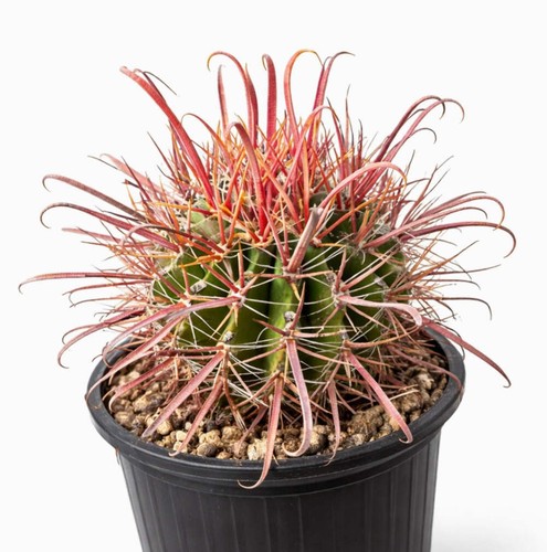 Ferocactus peninsulae seeds - ferocactus,