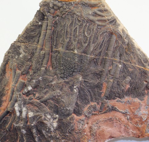Crinoide scyphocrinites - crinoide,,