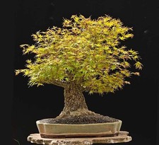 40 Rough Bark Japanese Maple