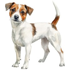 2 adesivi Jack Russell Terrier