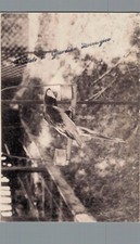 Roma Giardino Zoologico Ara ed Ale Verdi F. piccolo  spedita 