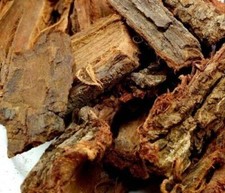 Kachnar Chaal Bauhinia