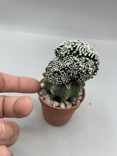 Mammillaria Luethyi  Crested Pot 5,5 Cm Innestata Su Glaucescens Pois  Rare