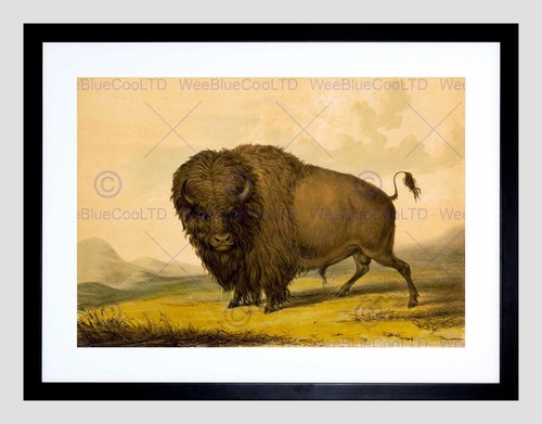 85273 disegno animale - disegno,