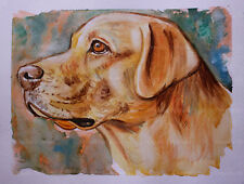 Ritratto labrador retriver