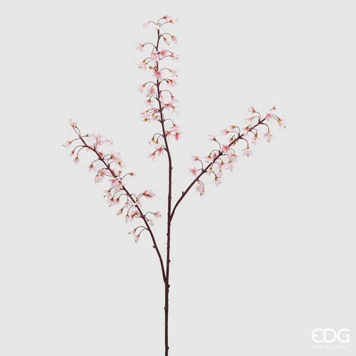 Edg enzo gasperi heuchera - de,
