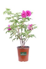 Pianta di Rosa Rugosa fiori